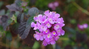 Nonstop blooms with colourful all-rounder