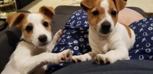 Pets in Isolation May 10, 2020