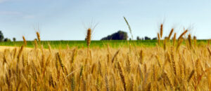 ‘Damage’ for Australia’s agriculture