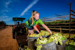Henderson College students harvest grapes to fund overseas trip