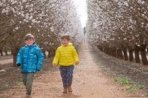Blossom festival nipped in the bud