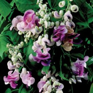 Tom Fagan gardening column