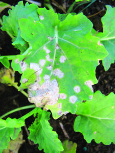 White leaf spot a growing worry