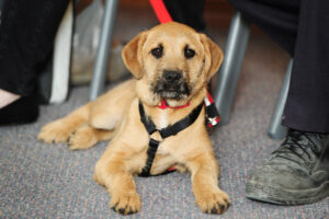 State backs pet desexing effort