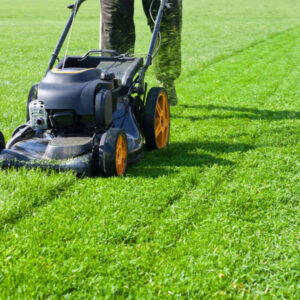 Bringing your lawn back to life