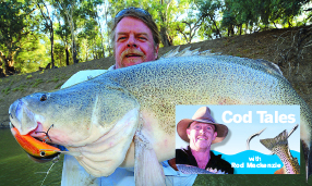 Seasonal change has Murray cod biting big