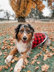 Pets in Isolation – May 27, 2020