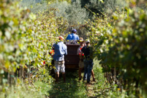 Agricultural work visa delivers for industry