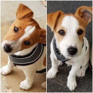 Pets in Isolation – May 8, 2020 #2