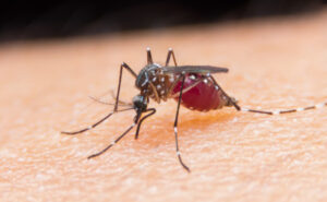 JE detected in Sunraysia