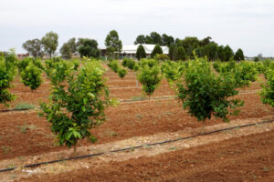 Irrigation crisis begins when the river runs dry