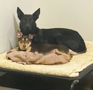 Pets in Isolation -May 13, 2020