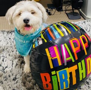 Pets in Isolation – May 9, 2020 #2