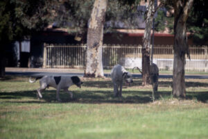 Escalation in Dareton’s roaming dog concerns