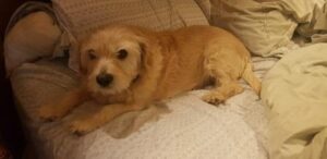 Pets in Isolation – May 9, 2020 #3
