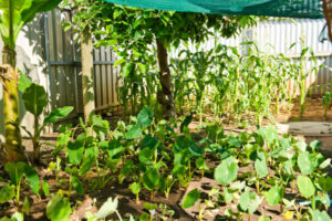 In the garden Tongan style