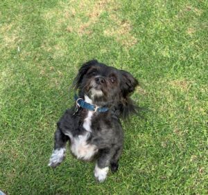 Pets in Isolation – May 9, 2020