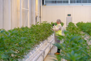 Mildura cannabis facility set for expansion