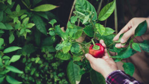 Sustainability is health, inside and out