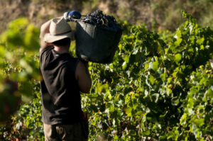 Seasonal agriculture work visa a win all round