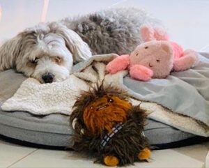 Pets in Isolation, May 6, 2020 #2