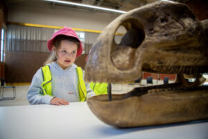 Dinosaurs walk the Country Way in Sunraysia