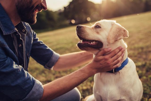 ‘Pawfect’ news for dog owners